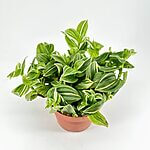 Tradescantia Inch Plant Pistachio White