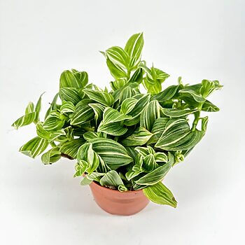 Vibrant indoor plant with green leaves, white stripes in terracotta pot against neutral background.
