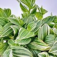 Variegated green leaves with stripes, glossy texture, arranged densely against a white background.