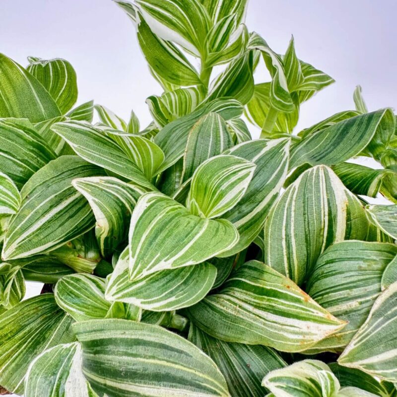 Elegant Variegated Leaf Display in White Backdrop Variegated green leaves with stripes, glossy texture, arranged densely against a white background.
