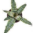 Vibrant haworthia succulent in terracotta pot against a white background, showcasing intricate leaf patterns.