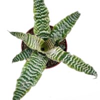Vibrant haworthia succulent in terracotta pot against a white background, showcasing intricate leaf patterns.