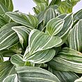 Variegated green plant with white-striped leaves, lush and vibrant, indoors for decor and freshness.