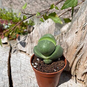 Pleiospilos Nelii Split Rock Lithops Succulent 5cm Houseplants 5.5cm plant