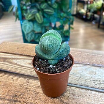 Pleiospilos Nelii Split Rock Lithops Succulent 5cm Houseplants 5.5cm plant 2