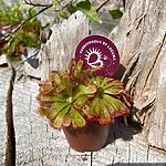 Carnivorous Sundew Drosera Aliciae