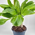 Brighamia Insignis Hawaiian Palm