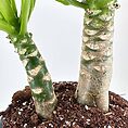 Brighamia Insignis Hawaiian Palm