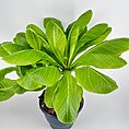 Brighamia Insignis Hawaiian Palm
