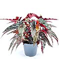 Begonia Maculata Black Forest Polka Dot
