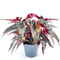 Begonia Maculata Black Forest Polka Dot