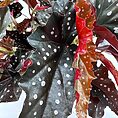 Begonia Maculata Black Forest Polka Dot