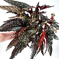 Begonia Maculata Black Forest Polka Dot