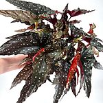Begonia Maculata Black Forest Polka Dot