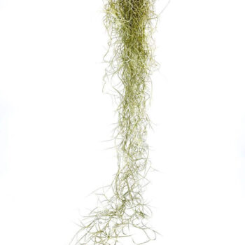 Spanish Moss Air Plant Tillandsia Usneoides