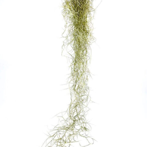 Spanish Moss Air Plant Tillandsia Usneoides