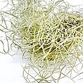 Spanish Moss Air Plant Tillandsia Usneoides