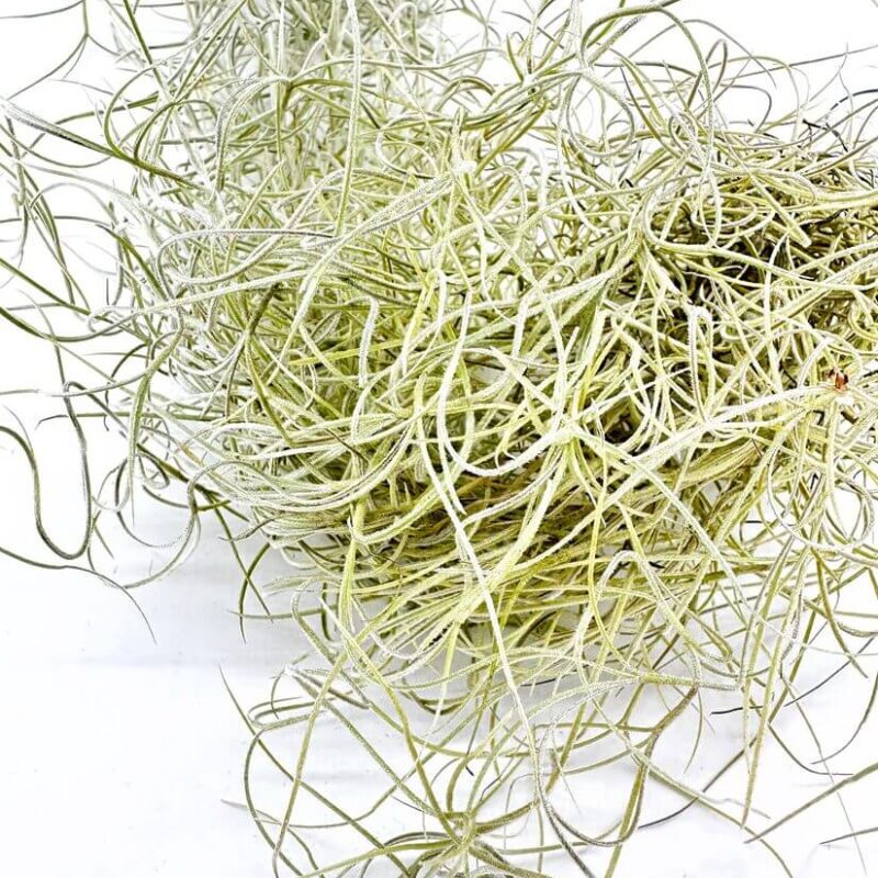 Spanish Moss Air Plant Tillandsia Usneoides Spanish Moss Air Plant Tillandsia Usneoides