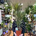 Dracaena Dragon Tree Palm XL