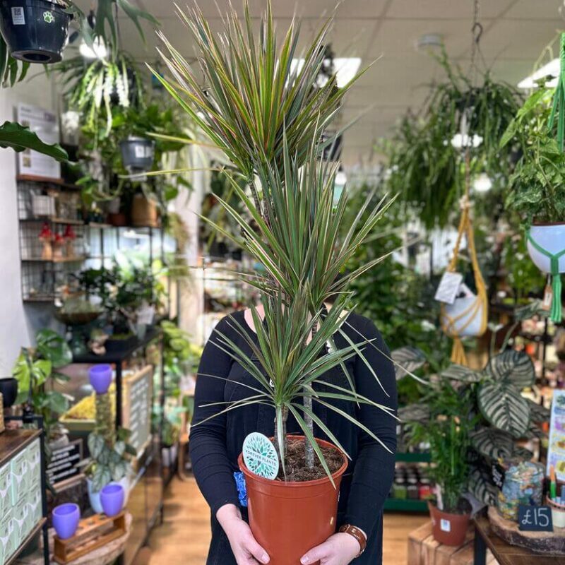 Dracaena Dragon Tree Palm XL Dracaena Dragon Tree Palm XL