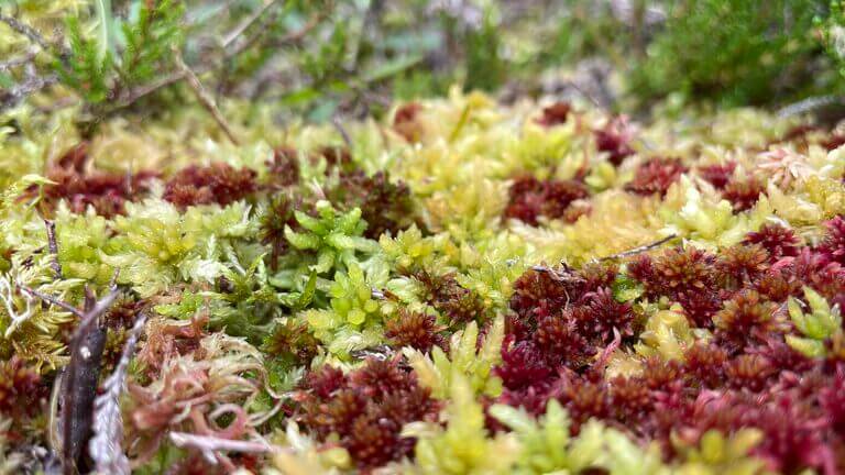 Sphagnum Moss: Uses, Benefits, and Characteristics