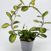 Hoya australis Lisa wax plant trained on a circular hoop in a grey nursery pot Description: Full plant photo of Hoya australis Lisa with variegated green and cream leaves, growing around a round metal hoop in a grey nursery pot on a white background.