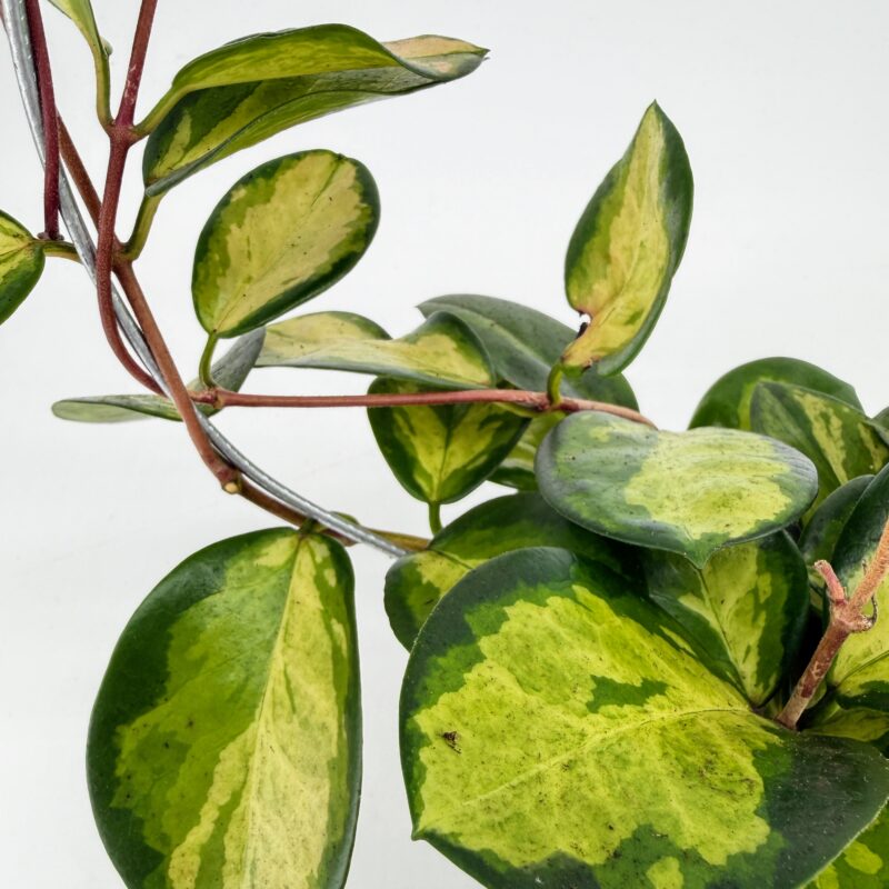 Hoya Australis Lisa Wax Plant Close up of Hoya australis Lisa leaves showing green and cream variegation on the hoop Description: Close up showing the thick, waxy leaves with green edges and creamy centres, plus the vine wrapped around the support hoop.