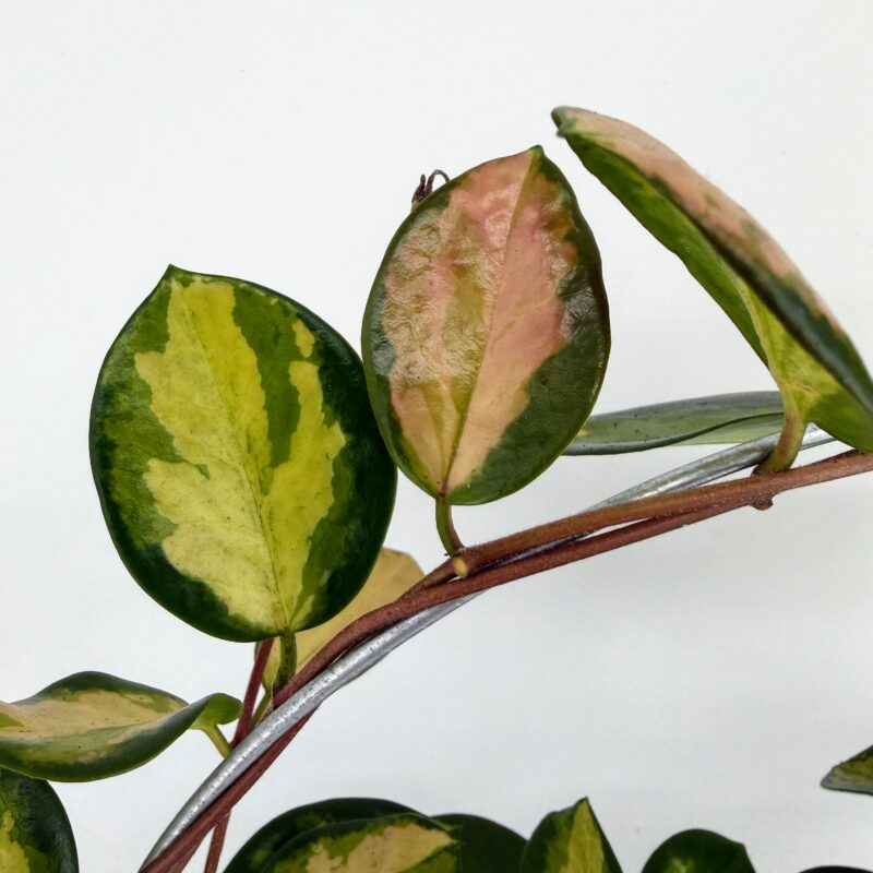 Hoya Australis Lisa Wax Plant Detail shot of a leaf with a soft pink blush alongside green and cream variegation, showing the colourful new growth typical of Hoya Lisa.