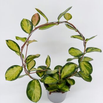 Front view of Hoya australis Lisa wax plant on circular trellis in grey nursery pot Description: Front facing studio photo highlighting the rounded display shape, with trailing vines trained around the hoop and glossy variegated foliage.
