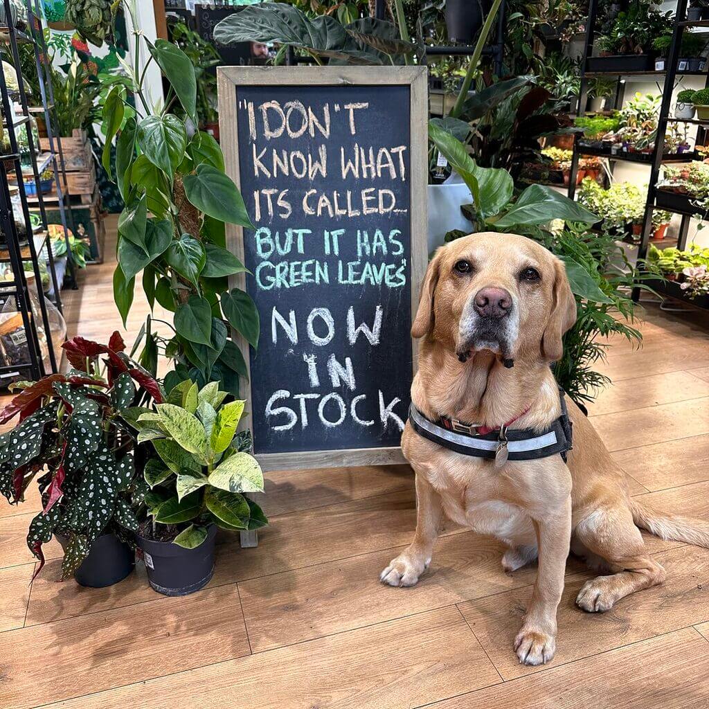 Pet Friendly Plants, Labrador