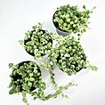 String of Pearls plant pots on white background showcasing vibrant green foliage.