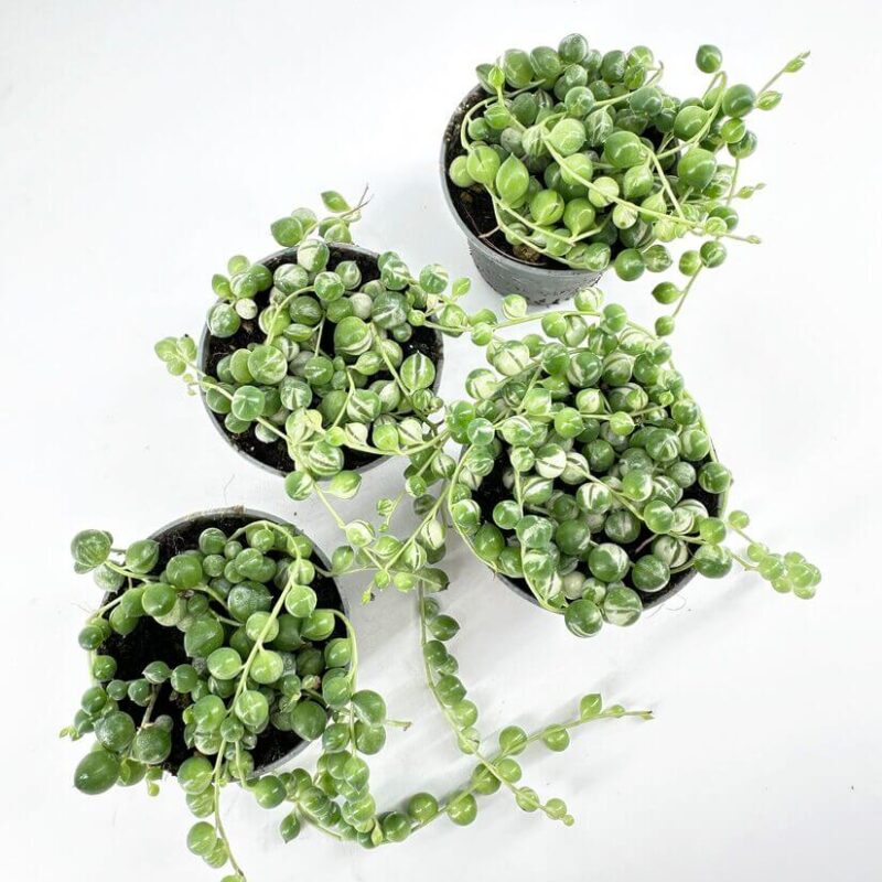 Variegated Senecio Rowleyanus String Of Pearls String of Pearls plant pots on white background showcasing vibrant green foliage.