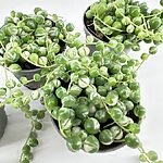 Variegated Senecio Rowleyanus String Of Pearls