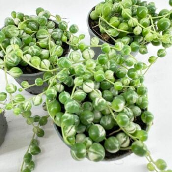 Three pots with vibrant string of pearls succulents on a minimalistic, light-coloured background.