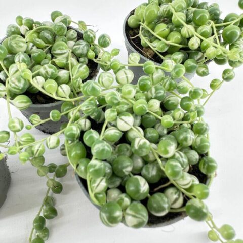 Three pots with vibrant string of pearls succulents on a minimalistic, light-coloured background.