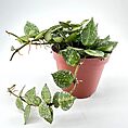 Potted Hoya plant with speckled leaves in a reddish-brown pot, against a white background.