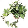 Close-up of Hoya plant in terracotta pot, showcasing lush green leaves and speckled patterns.