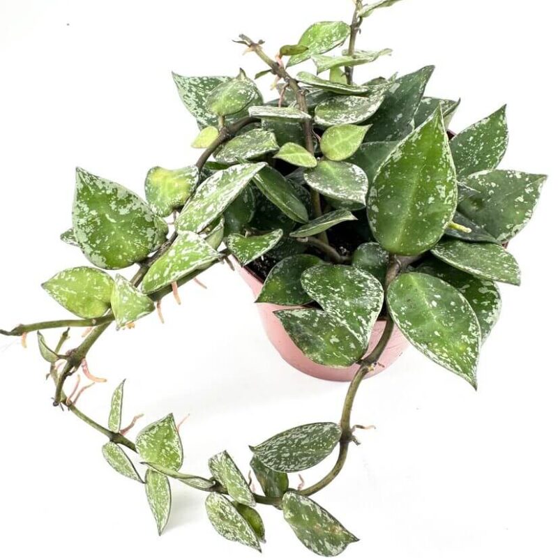 Hoya Krohniana Silver Splash Wax Plant Close-up of Hoya plant in terracotta pot, showcasing lush green leaves and speckled patterns.