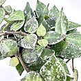 Close-up of variegated Hoya plant leaves, showcasing heart-shaped, glossy, succulent foliage.
