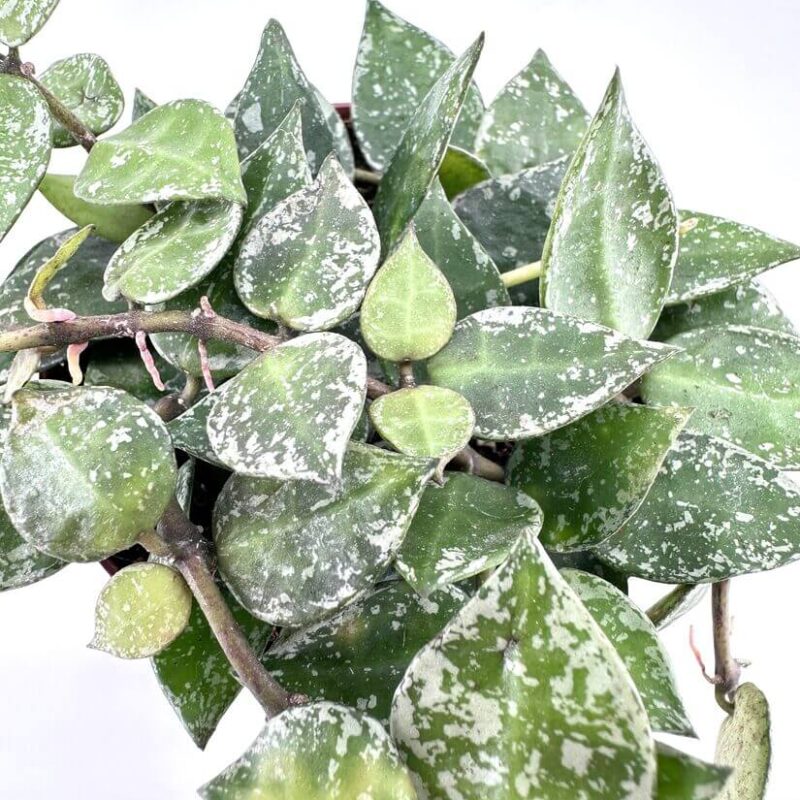Hoya Krohniana Silver Splash Wax Plant Close-up of variegated Hoya plant leaves, showcasing heart-shaped, glossy, succulent foliage.