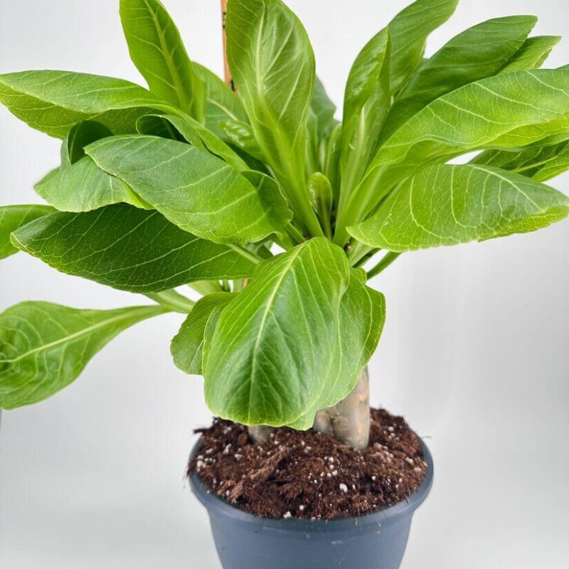 Brighamia Insignis Hawaiian Palm Brighamia Insignis Hawaiian Palm