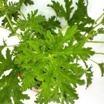 Scented Pelargonium Geranium Lemon Citronella