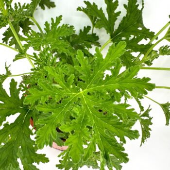 Overhead view of a vibrant green citronella plant in a terracotta pot against a white background.