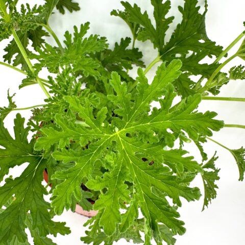 Overhead view of a vibrant green citronella plant in a terracotta pot against a white background.