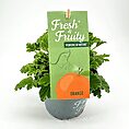 Green plant in a grey pot labeled Fresh & Fruity, suggesting citrus fragrance.