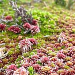 Fresh Live Sphagnum Moss Mixed Colours