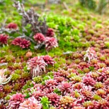 Fresh Live Sphagnum Moss Mixed Colours