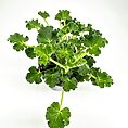 Lush green plant with ruffled leaves in a metal pot, set against a white background.