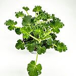 Scented Pelargonium Geranium 12cm pot COKE