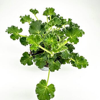 Lush green plant with ruffled leaves in a metal pot, set against a white background.